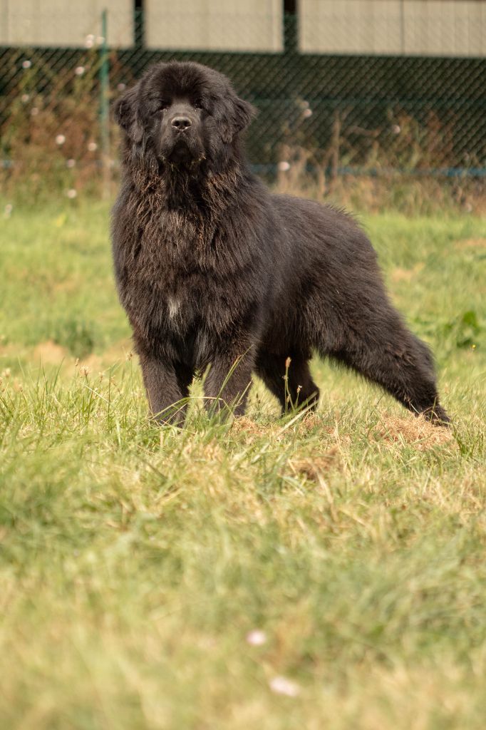 Upss Du Domaine Des Ours Noirs