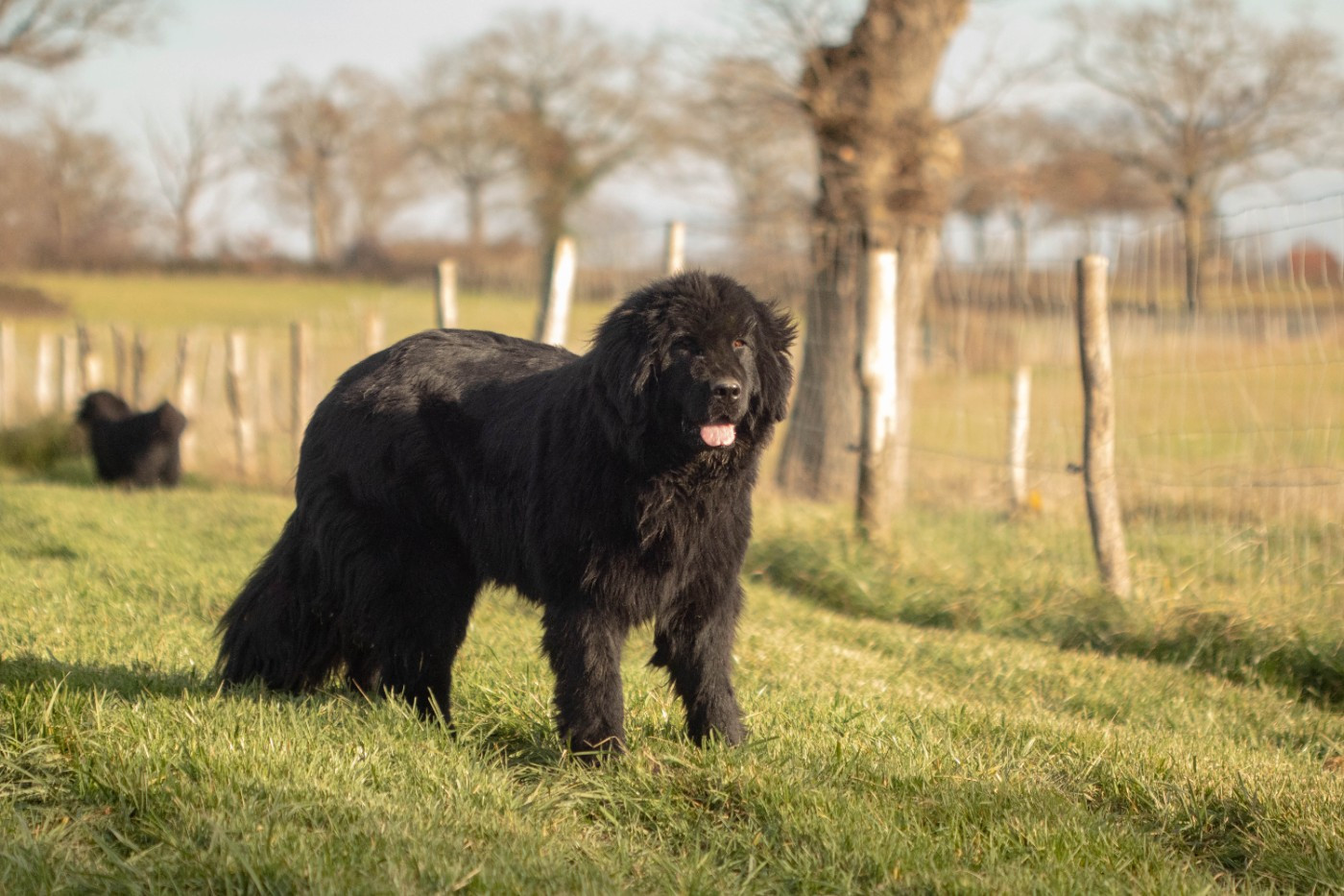 Vélie Du Domaine Des Ours Noirs