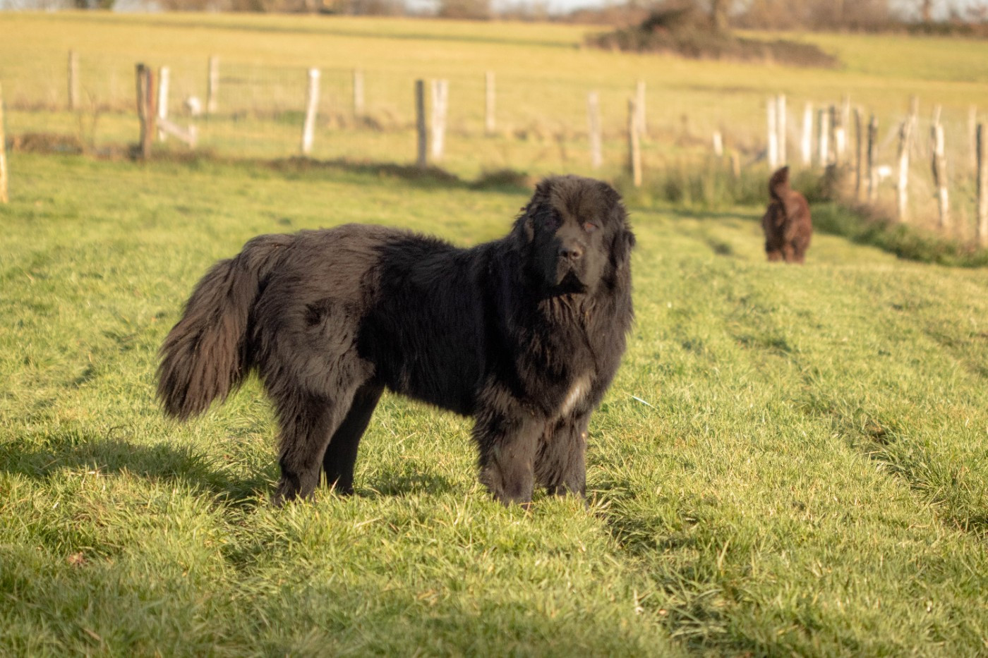 Venom au clos d autrefois
