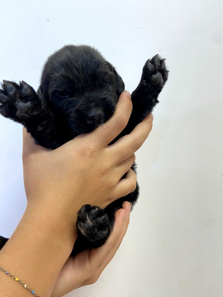 Du Domaine Des Ours Noirs - Chiots disponibles - Terre-neuve