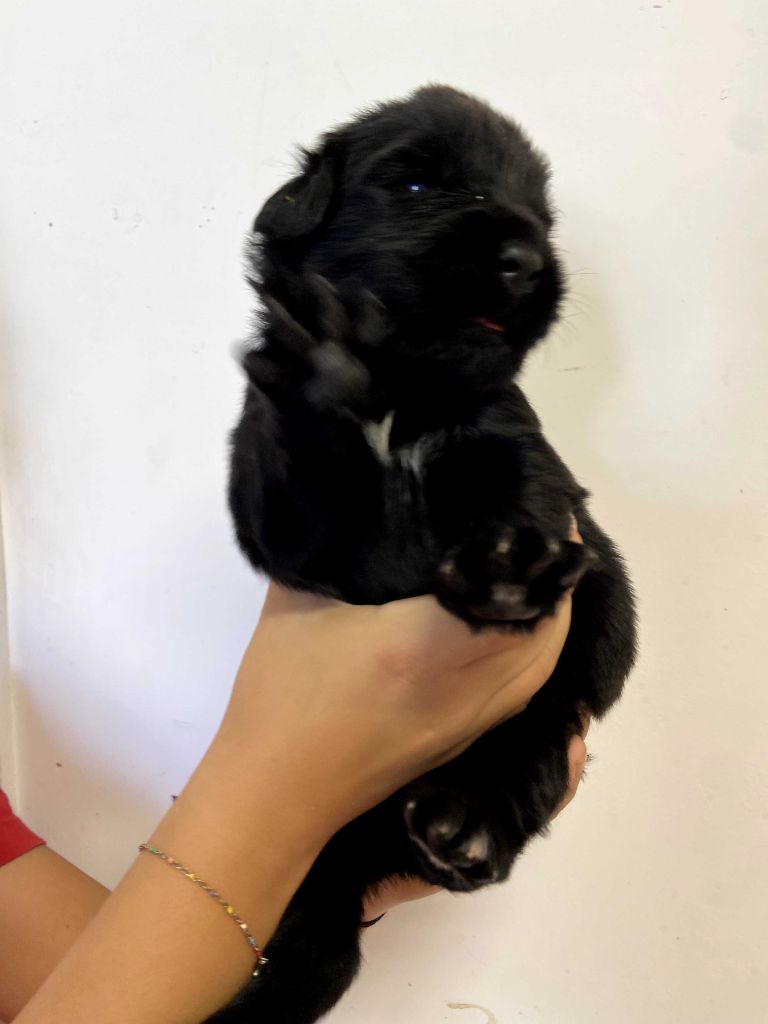 Du Domaine Des Ours Noirs - Chiots disponibles - Terre-neuve