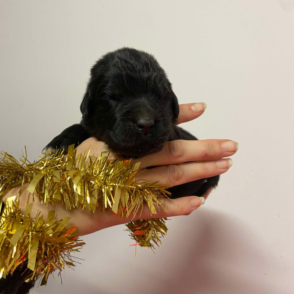 Du Domaine Des Ours Noirs - Chiots disponibles - Terre-neuve