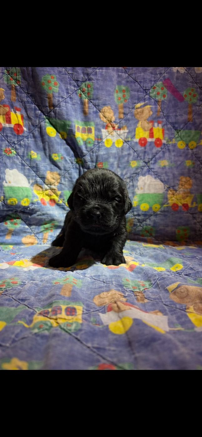 Du Domaine Des Ours Noirs - Chiots disponibles - Terre-neuve