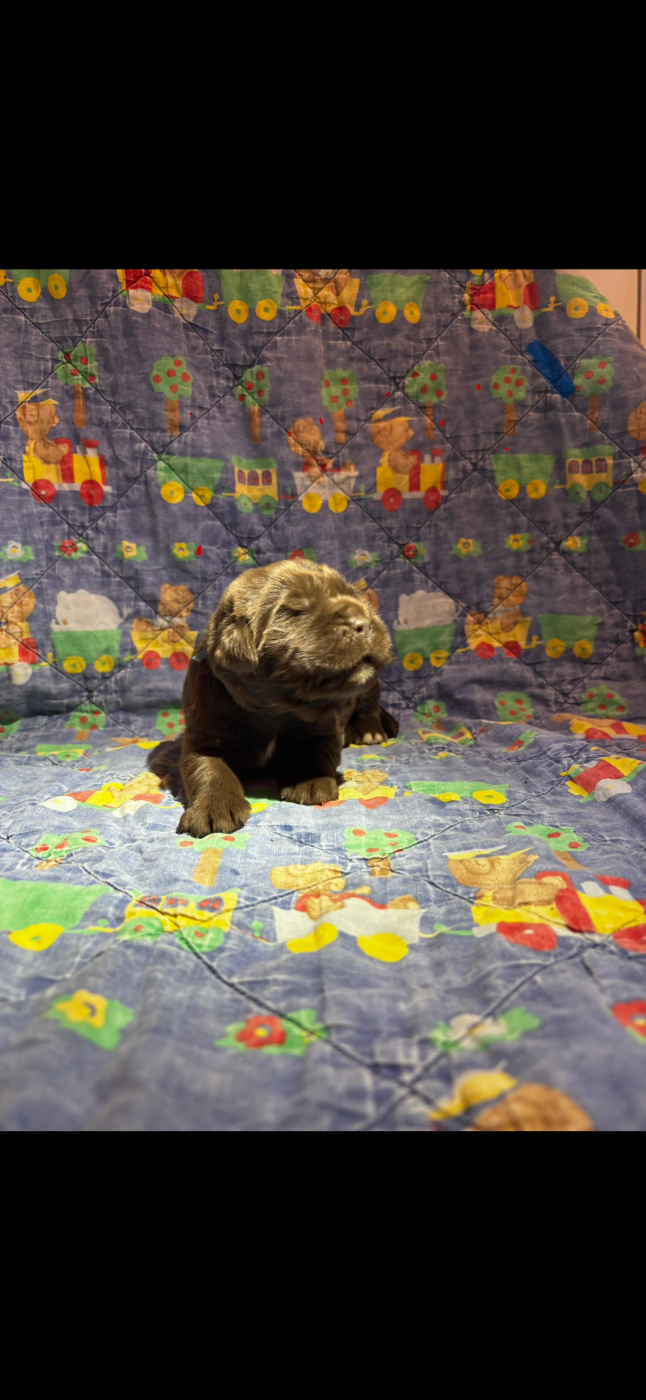 Du Domaine Des Ours Noirs - Chiots disponibles - Terre-neuve