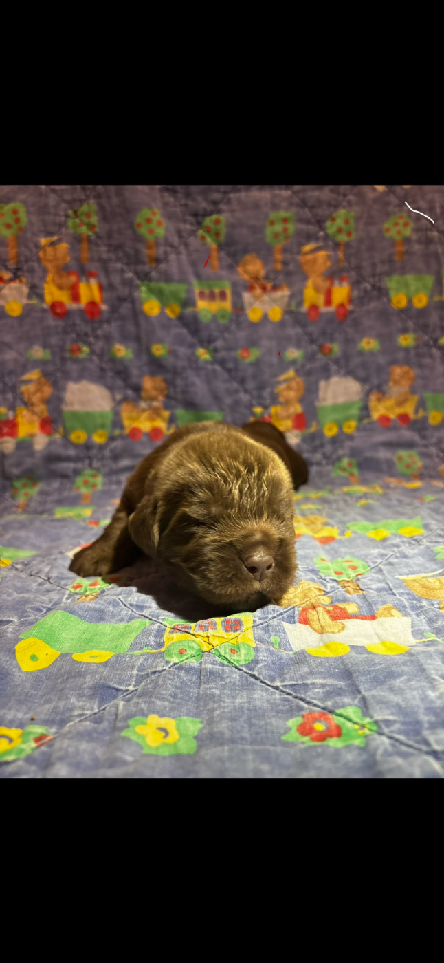 Du Domaine Des Ours Noirs - Chiots disponibles - Terre-neuve