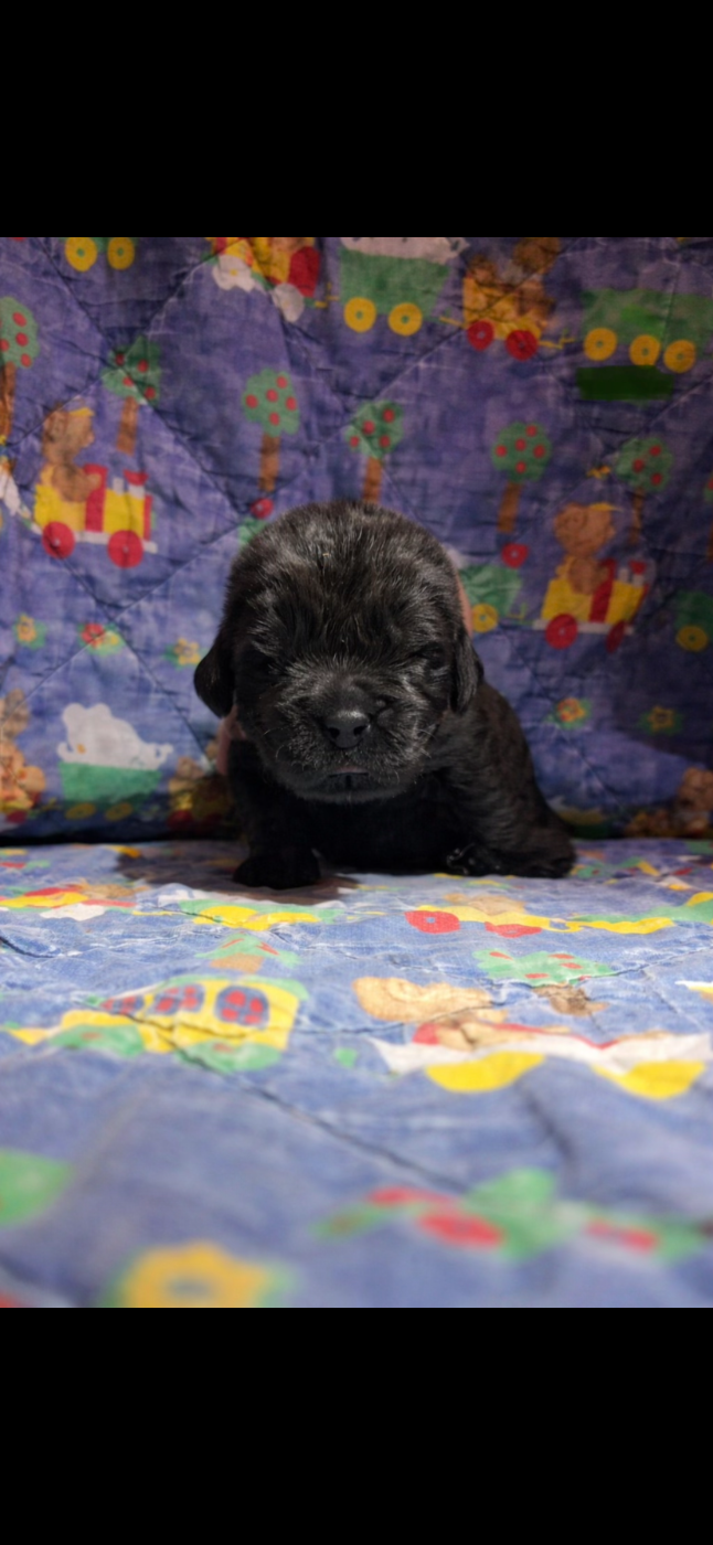 Du Domaine Des Ours Noirs - Chiots disponibles - Terre-neuve