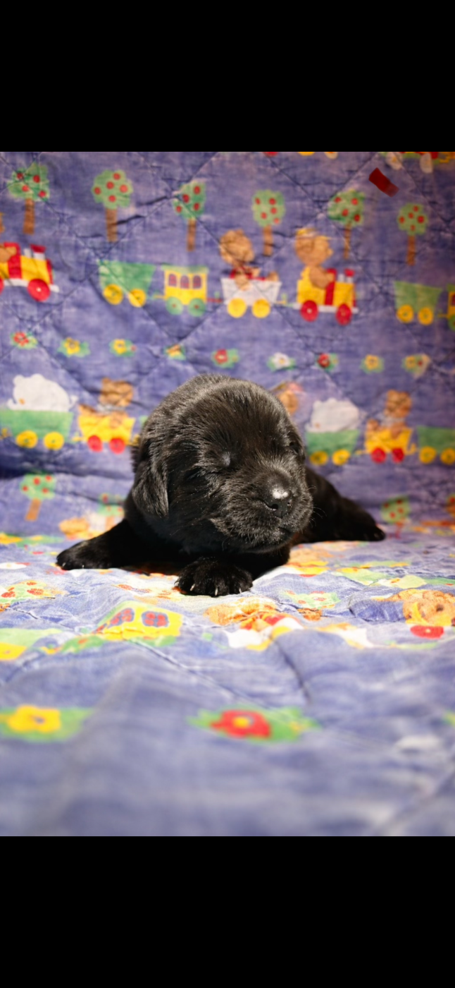 Du Domaine Des Ours Noirs - Chiots disponibles - Terre-neuve