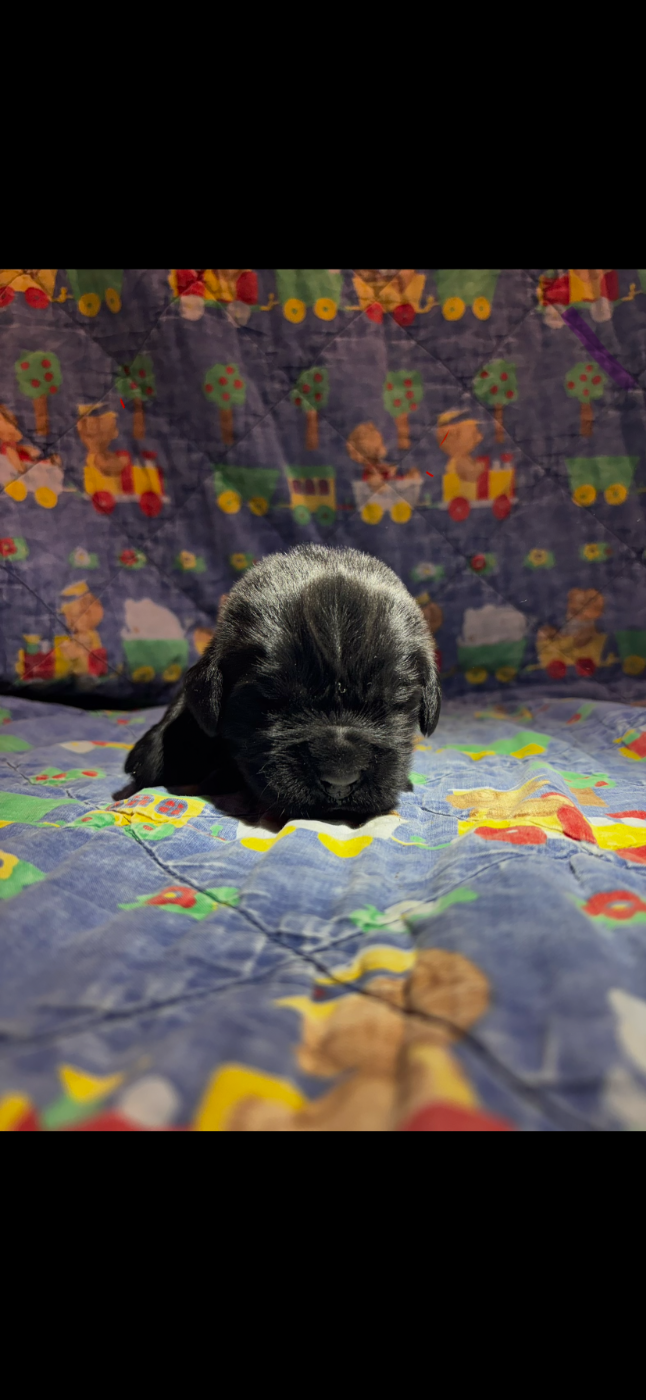 Du Domaine Des Ours Noirs - Chiots disponibles - Terre-neuve