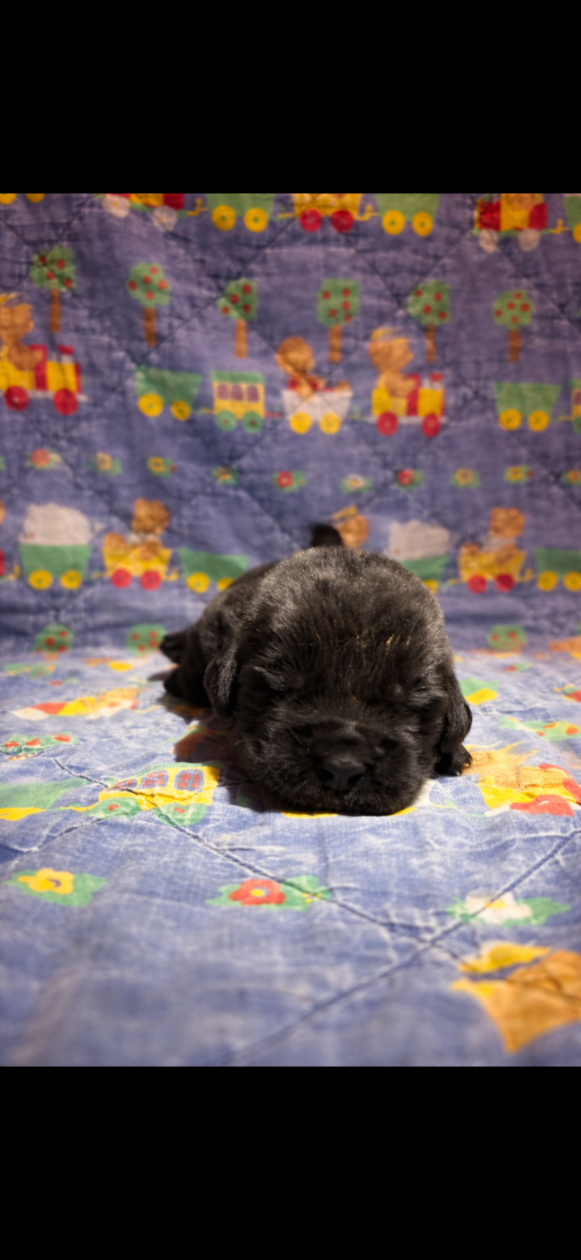 Du Domaine Des Ours Noirs - Chiots disponibles - Terre-neuve