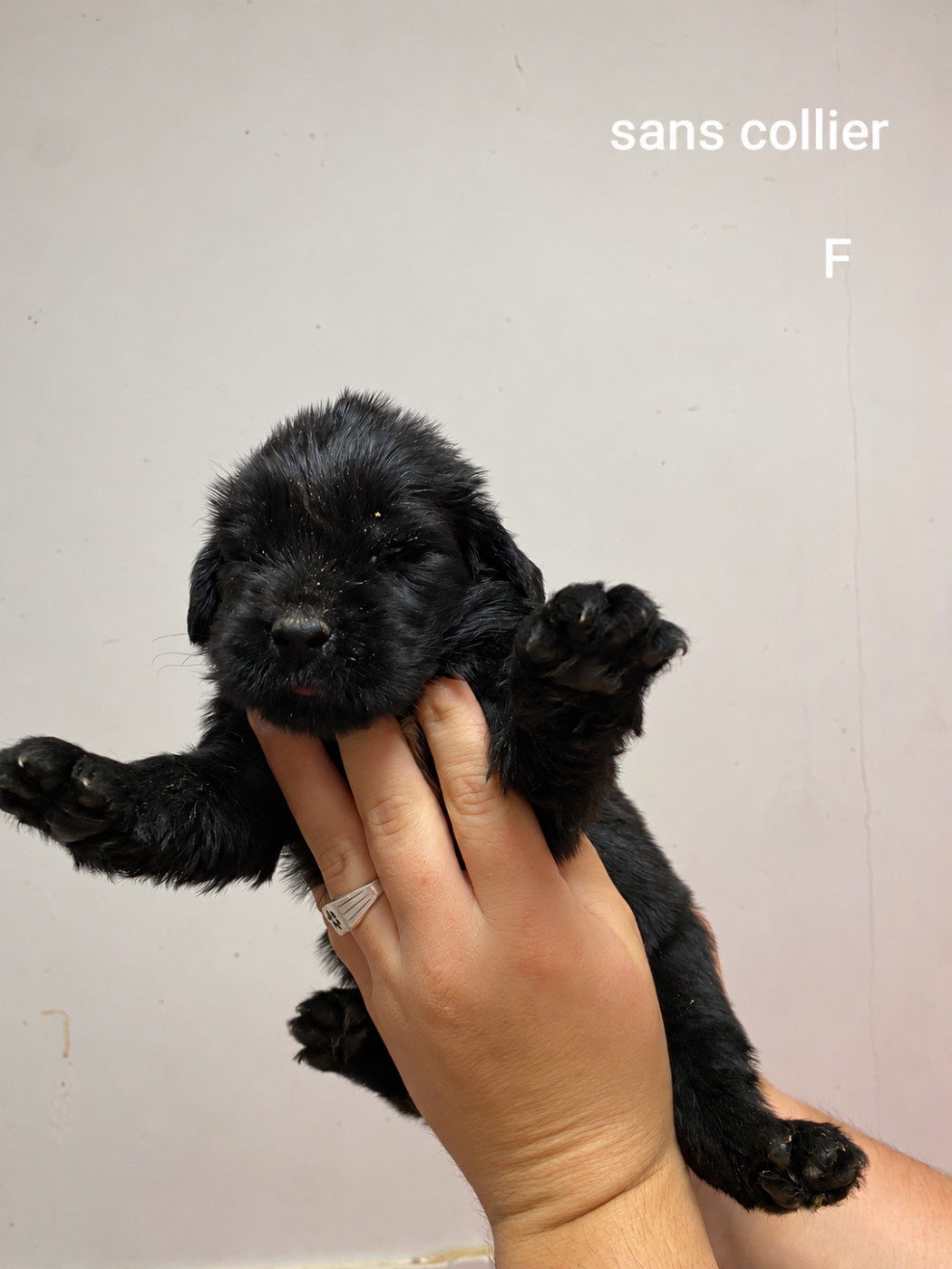Du Domaine Des Ours Noirs - Chiots disponibles - Terre-neuve