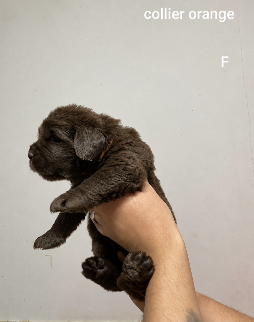 Du Domaine Des Ours Noirs - Chiots disponibles - Terre-neuve