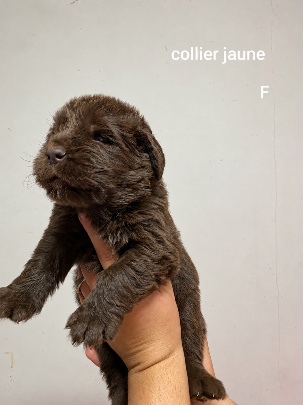 Du Domaine Des Ours Noirs - Chiots disponibles - Terre-neuve