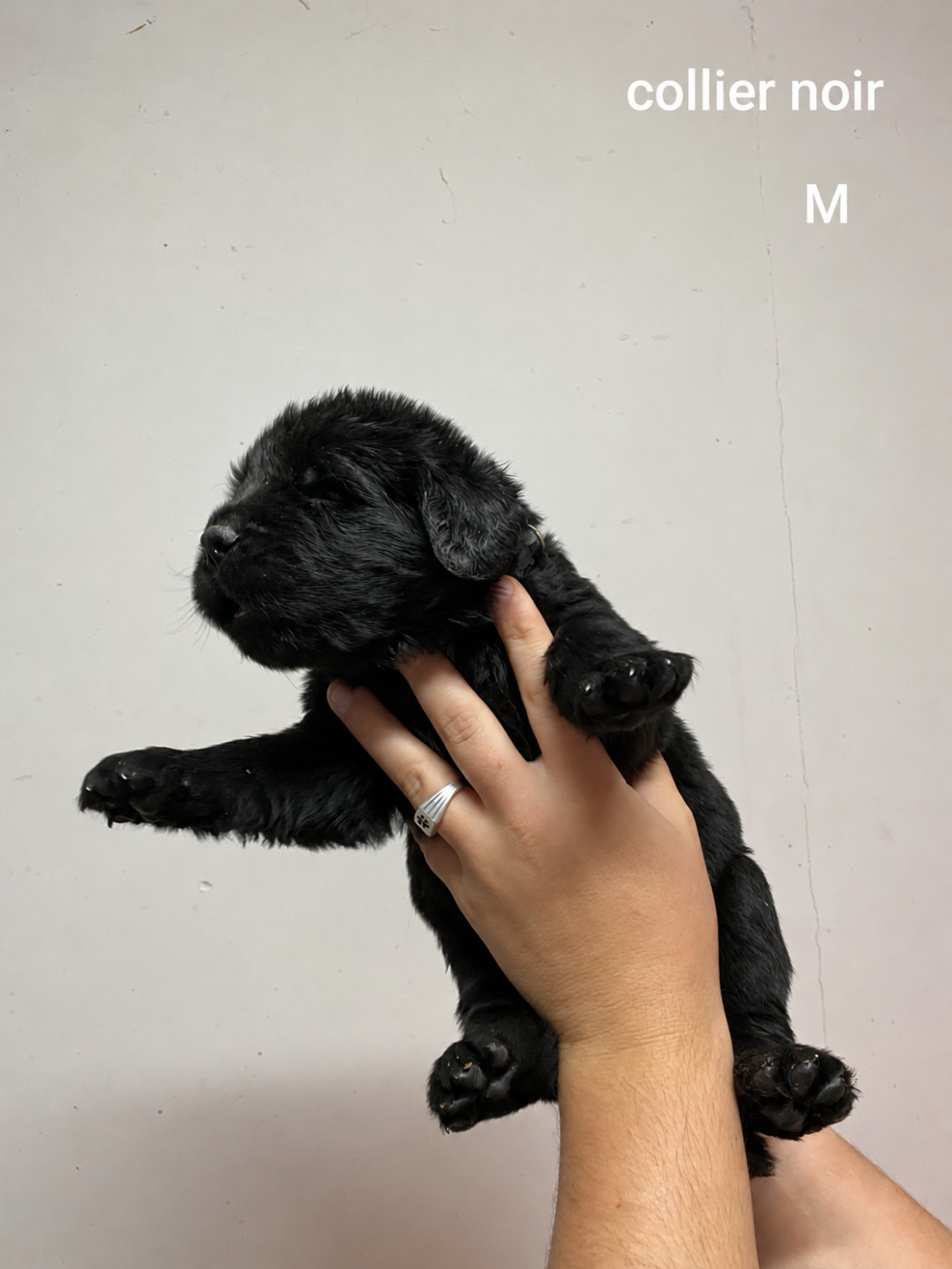 Du Domaine Des Ours Noirs - Chiots disponibles - Terre-neuve