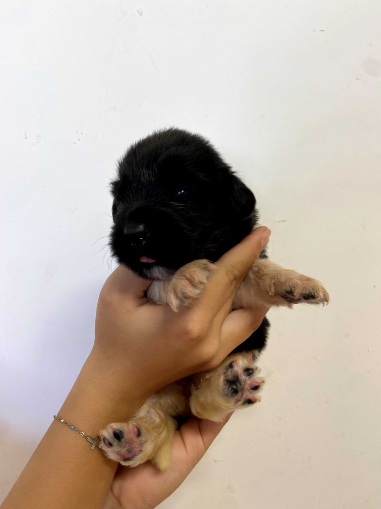 Du Domaine Des Ours Noirs - Chiots disponibles - Terre-neuve
