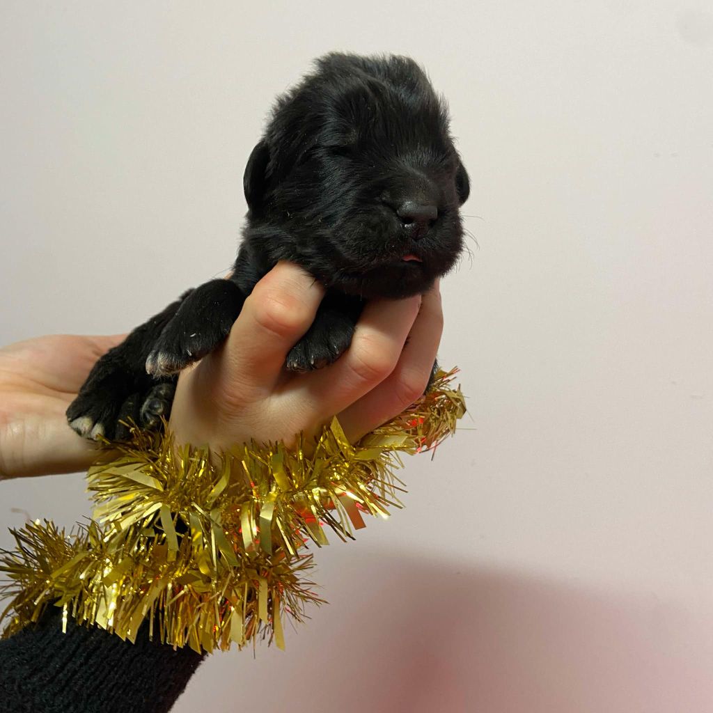 Du Domaine Des Ours Noirs - Chiots disponibles - Terre-neuve