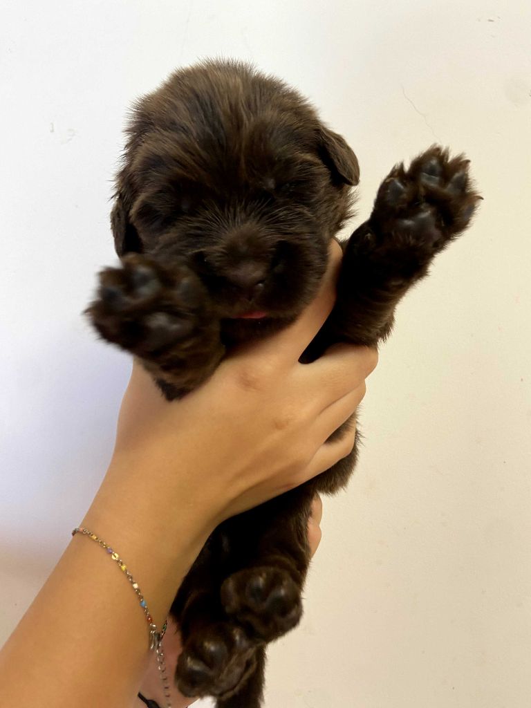 Du Domaine Des Ours Noirs - Chiots disponibles - Terre-neuve