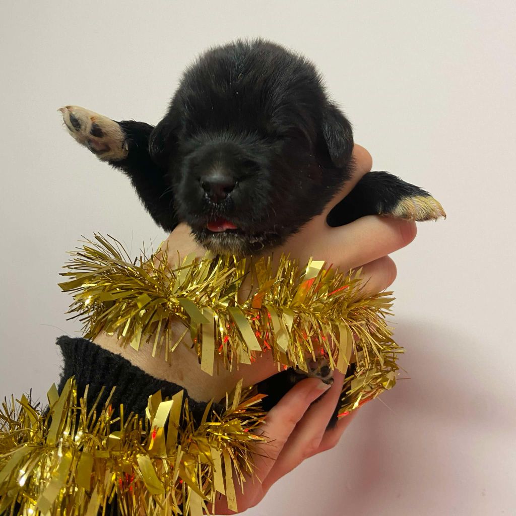 Du Domaine Des Ours Noirs - Chiots disponibles - Terre-neuve