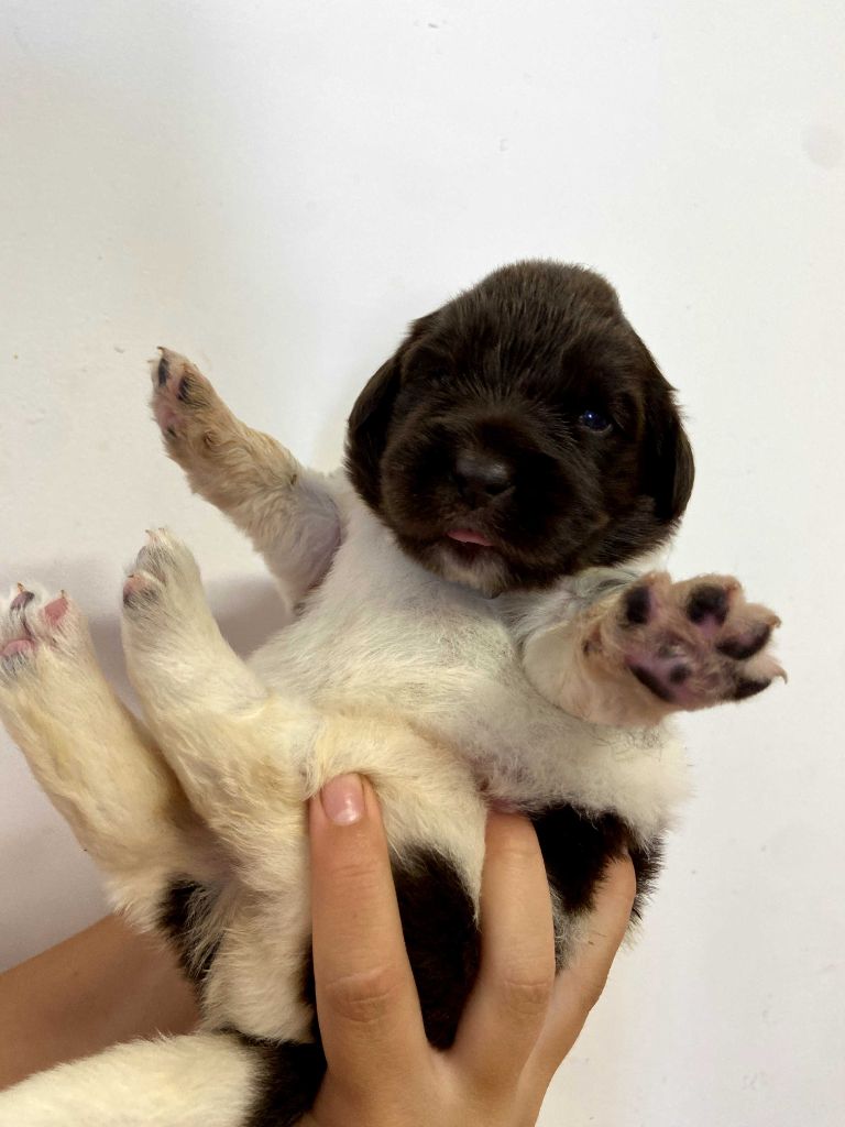 Du Domaine Des Ours Noirs - Chiots disponibles - Terre-neuve