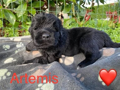 artemis