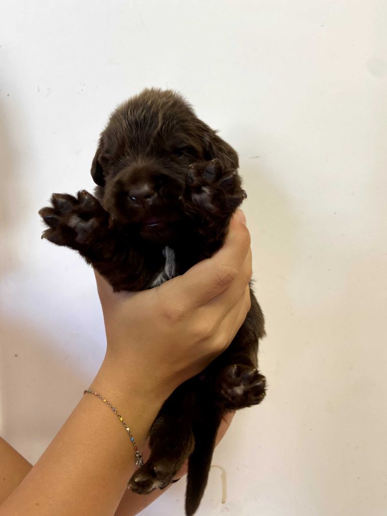Du Domaine Des Ours Noirs - Chiots disponibles - Terre-neuve