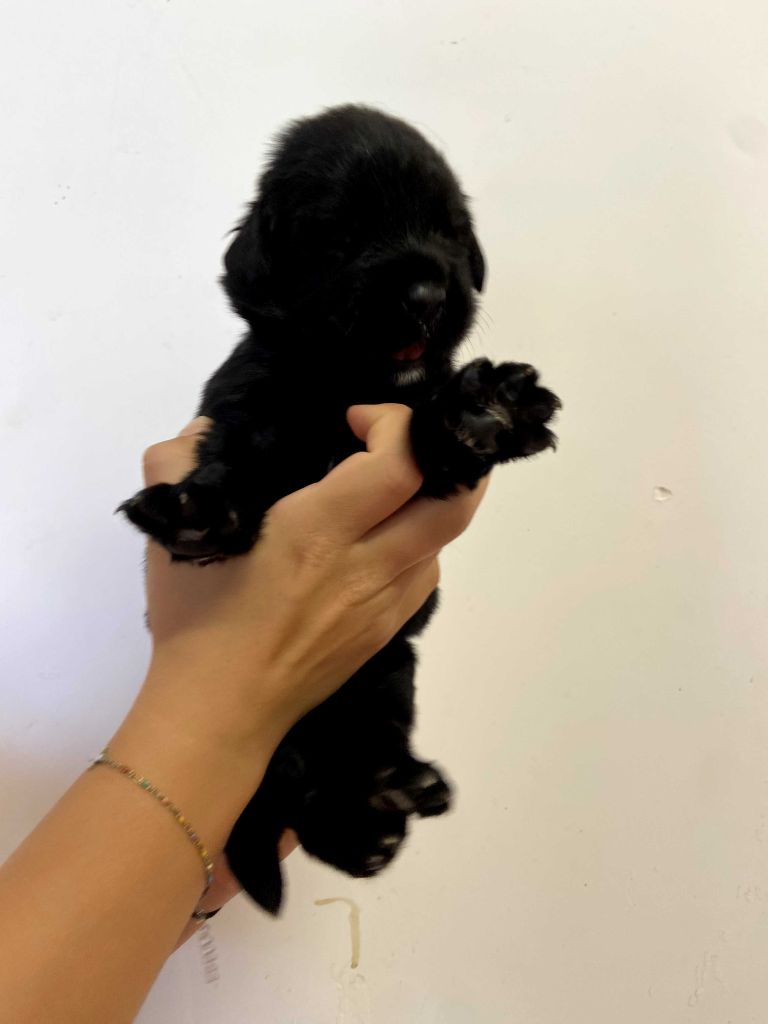 Du Domaine Des Ours Noirs - Chiots disponibles - Terre-neuve