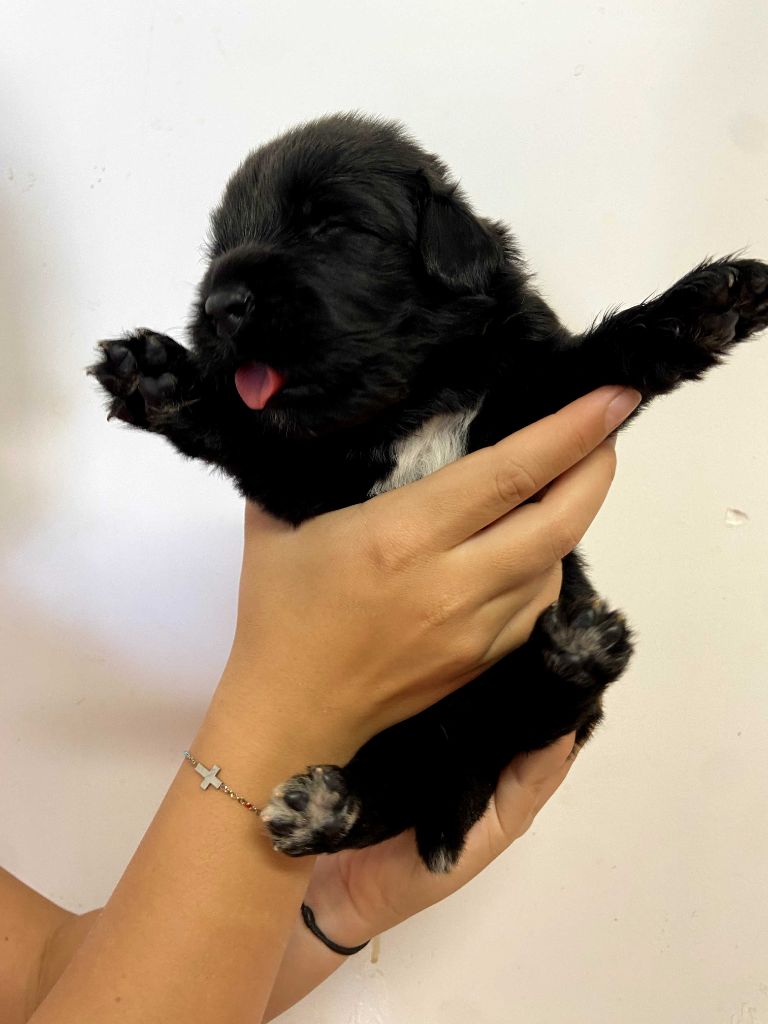 Du Domaine Des Ours Noirs - Chiots disponibles - Terre-neuve